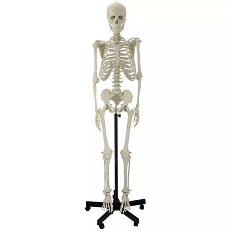 Esqueleto Humano Tamaño Natural