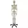 Esqueleto Humano Tamaño Natural