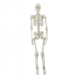 Mini Esqueleto Humano 85Cm