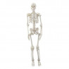 Mini Esqueleto Humano 85Cm