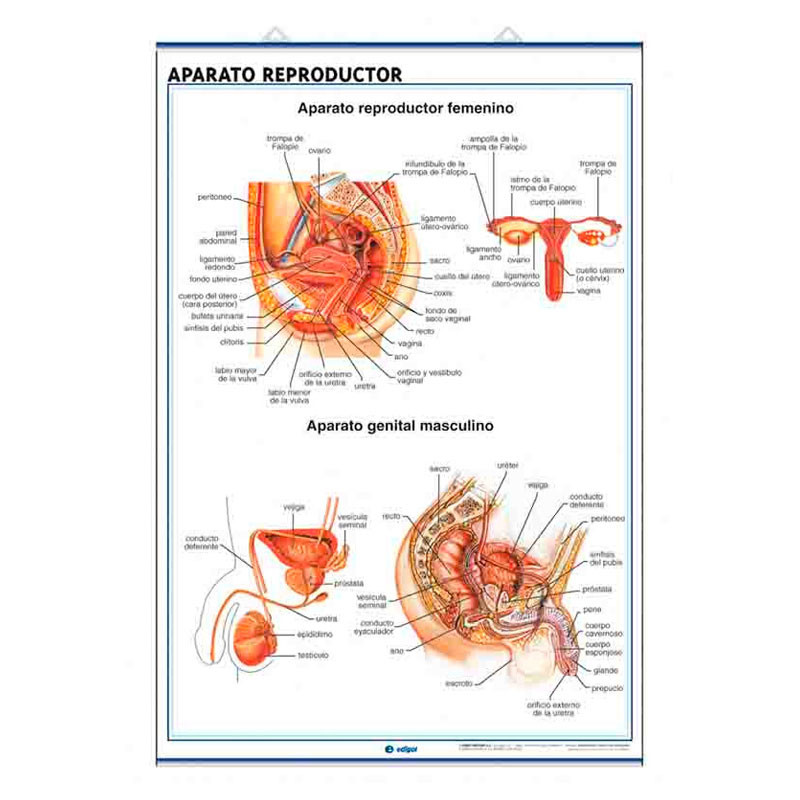 Lamina Anatomia Aparato Reproductor