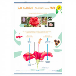 Lamina de Flor Organos y Reproduccion