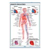 Lamina Anatomia Circulatorio Respiratorio