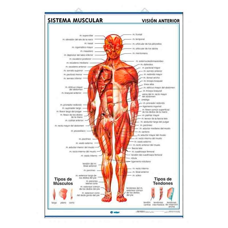 Lamina Anatomia Sistema Muscular