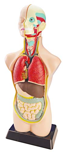 Set de anatomía  con órganos desmontable