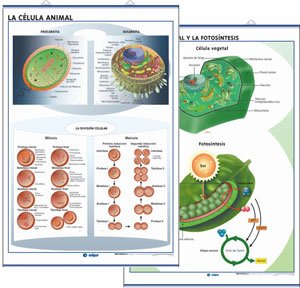 Célula animal / vegetal fotosíntesis