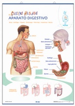 Lámina Aparato digestivo / Excretor