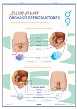 Lámina Órganos reproductores / Fecundación y gestación