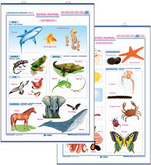 Reino animal vertebrados/invertebrados