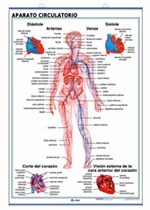 Lámina Aparato circulatorio / Respiratorio