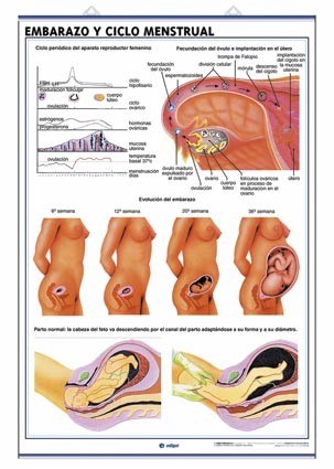 Lámina Aparato reproductor / El embarazo detalle 2