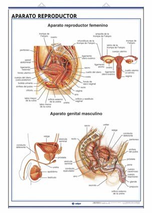 Lámina Aparato reproductor / El embarazo detalle 1