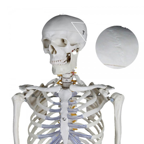 Esqueleto humano Extra 170 cm detalle 2