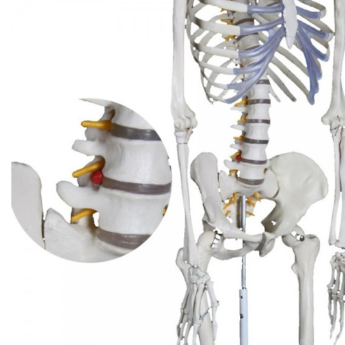 Esqueleto humano Extra 170 cm detalle 3