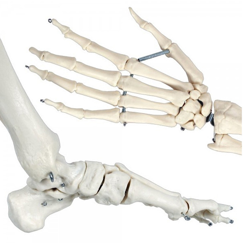Esqueleto humano Extra 170 cm detalle 4