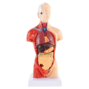 Material didactico anatomia